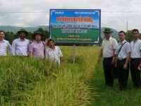 Quảng Nam: Mô hình sản xuất hạt giống lúa lai F1 đạt hiệu quả cao